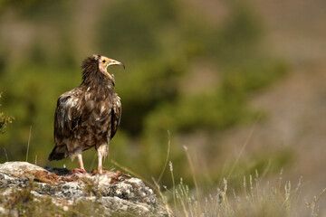 alimoche en el campo buscando carroña