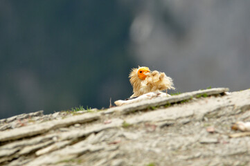 alimoche en el campo buscando carroña