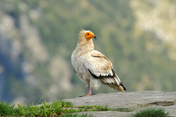 alimoche en el campo buscando carroña