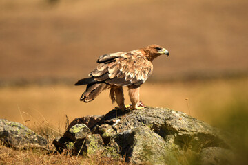 joven aguila imperial en el campo