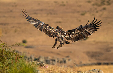 joven aguila imperial en el campo