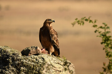 joven aguila imperial en el campo