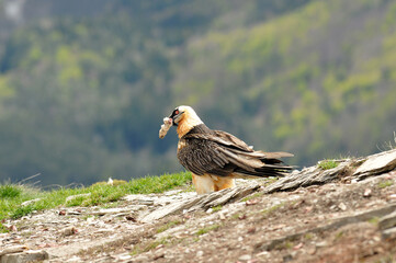 quebrantahuesos en el pirineo aragones