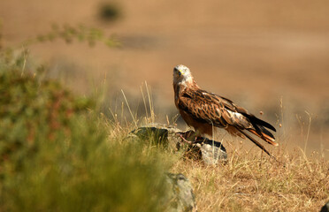 milanos en el campo en verano