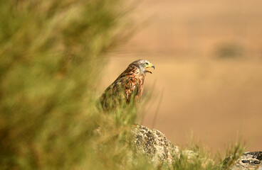 milanos en el campo en verano