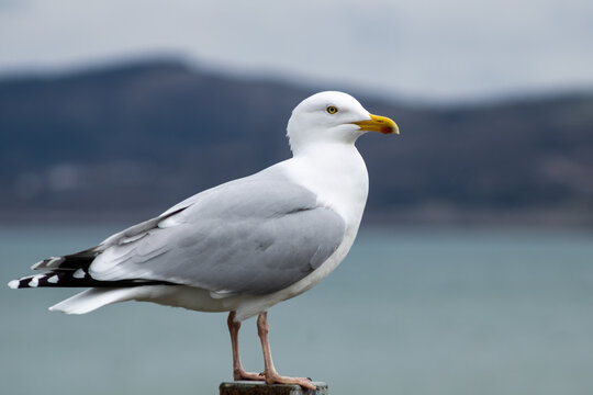 seagull on the beach