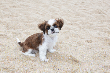 dog shih tzu sitting on the beach sand
