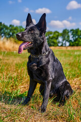 A shepherd dog with black fur is sitting in a meadow.