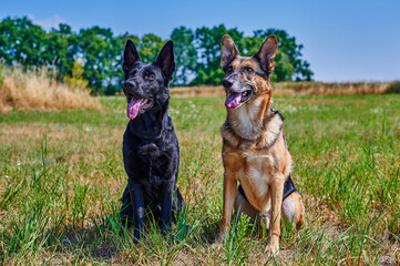 Two shepherd dogs, one black and one black and brown, are sitting in a meadow.