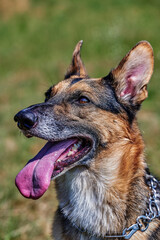 Portrait of a shepherd dog with black and brown fur.