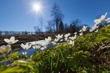 Fototapete bei efototapeten.de bestellen   