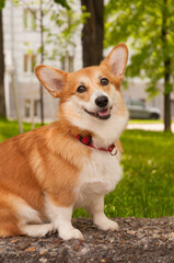 portrait of a corgi on a background of trees and foliage on a summer day