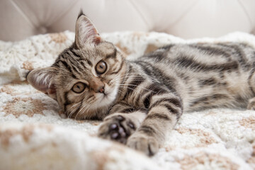 cat sleeping on the bed