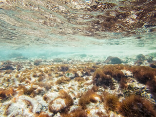 Seascape of coral reef in the Caribbean Sea around Curacao