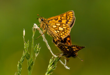Carterocephalus palaemon (PALLAS, 1771) Gelbwürfeliger Dickkopffalter DE, NRW, Dollendorf
