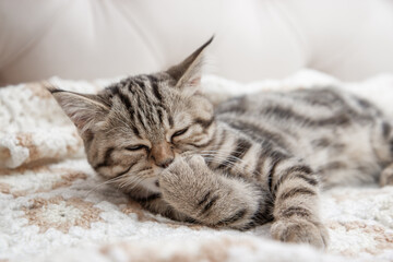 cat sleeping on the bed