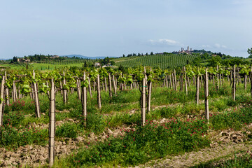Fototapeta na wymiar Farms with Vineyards in Italy
