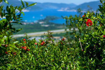 Red flowers grenade