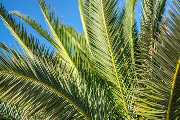 Obraz na płótnie Canvas Palm tree leaves