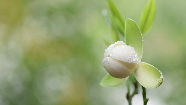 Magnolia coco flower on nature background.