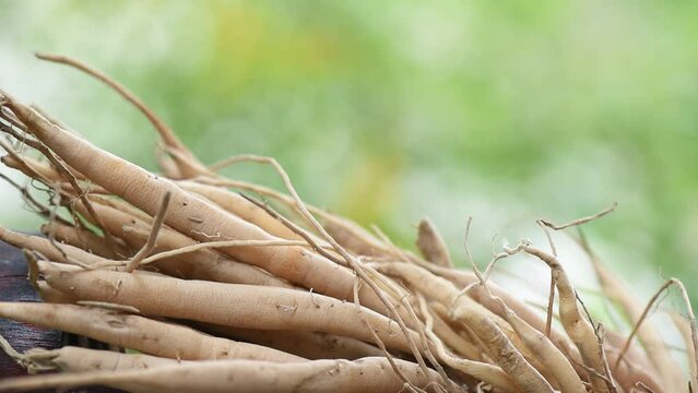 Shatavari or Asparagus racemosus roots on nature background.