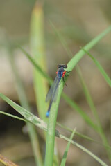 dragonfly resting on a leaf