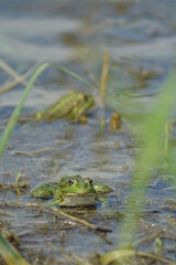 frog in the water