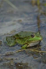 frog in the pond