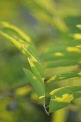 close up of green leaves