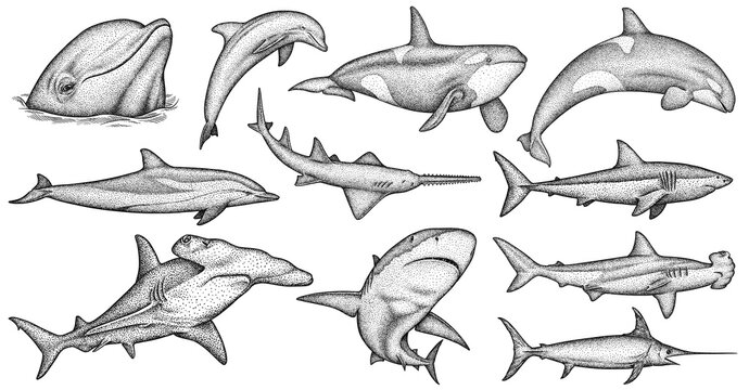 Vintage engrave isolated saw fish set illustration killer whale ink sketch. Wild hammer shark background line dolphin art