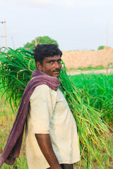 A happy farmer is harvesting in raw corn field, indian farmer working in farm,agriculture concept
