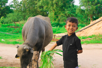 Indian kid feeding grass for black buffalo,selective focus