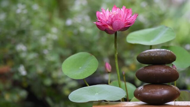 Rose angel lotus on nature background.