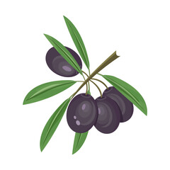 Olive tree branch, olive berries or fruits.