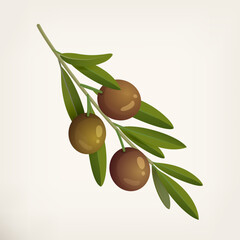 Round green olives, greek olives on branch.