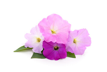 Fototapeta na wymiar Bouquet of purple petunia.