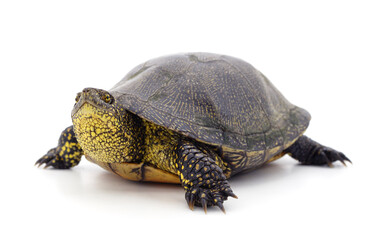 One beautiful turtle.