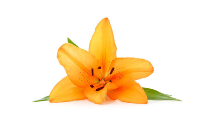 Beautiful orange lily.