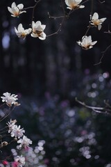 コブシとハナモクレン