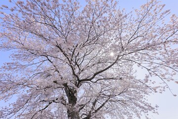 晴天に輝く桜