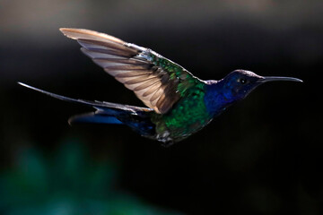 Colibri