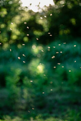Vertical defocused green bokeh wallpaper. Beautiful summer soft focus natural garden background.