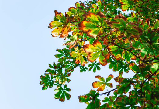 Yellow autumn chestnut leaves against blue sky. Fall season natural background. Horse chestnut tree illness