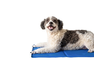 Cute mixed breed dog lying on cool mat looking up on white background isolated