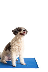 Cute mixed breed dog sitting on cool mat looking up on white background isolated