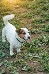 Portrait of Small Jack Russell terrier on green grass in natural park