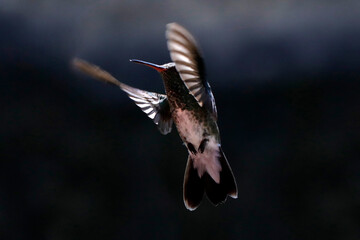Hummingbird