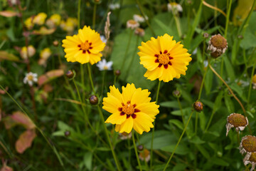 Coreopsis grandiflora 
