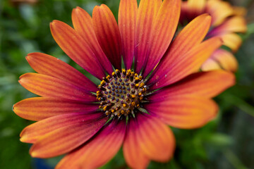 Osteospermum flower close up
