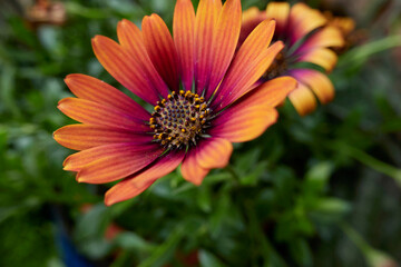 Osteospermum flower close up
